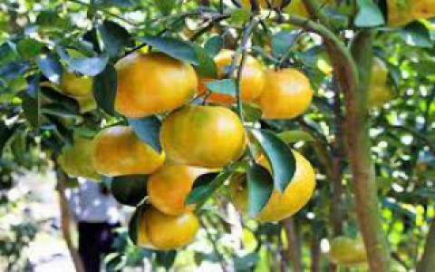 Bài thuốc dân gian từ cây quýt